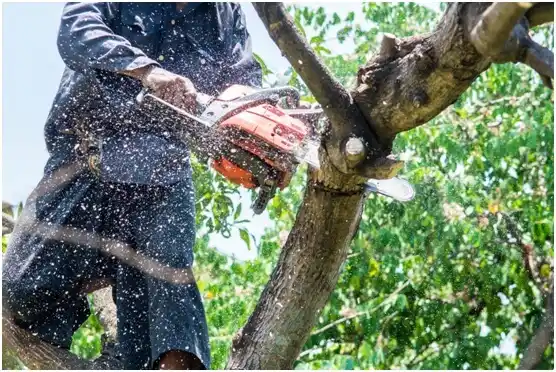 tree services Short Pump
